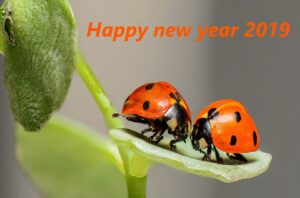 שתי פרות משה רבינו על עלה ירוק, לצד הכיתוב Happy new year 2019