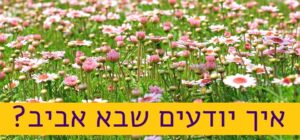 שדה פרחי חיננית ורודים ולבנים בפריחה, למטה הכיתוב איך יודעים שבא אביב?