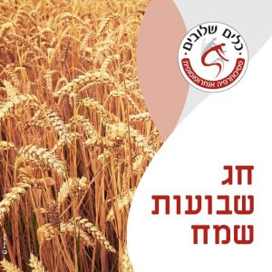 שדה שיבולי חיטה בשלות בתקריב, לצד הכיתוב חג שבועות שמח